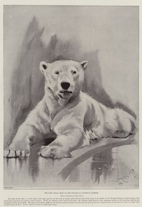 El último oso polar en los Jardines de la Sociedad Zoológica de Cecil Charles Windsor Aldin